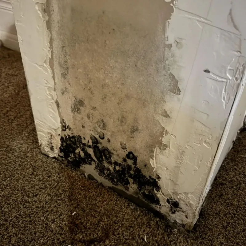 Professional Mold Removal in Chadron, NE